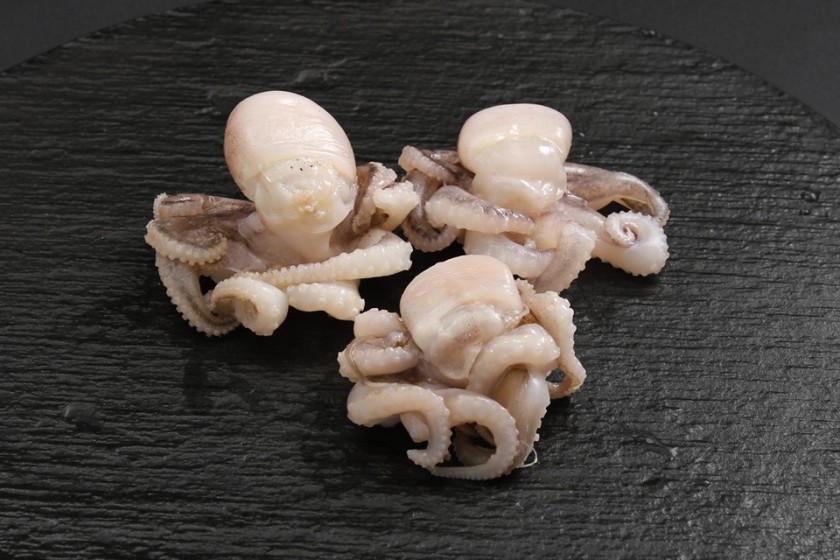 ブランチイイダコIQF